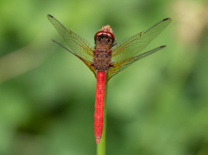 Sympetrum illotum (Cardinal Meadowhawk)-5.jpg